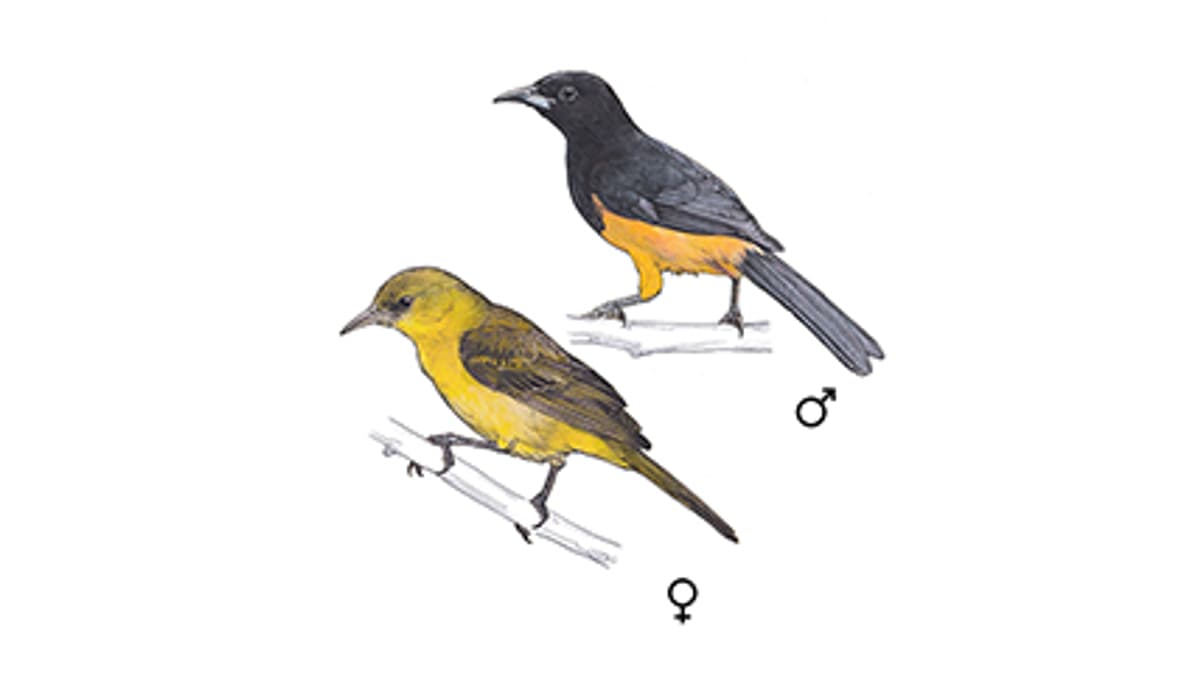 Illustration Montserrat-Trupial