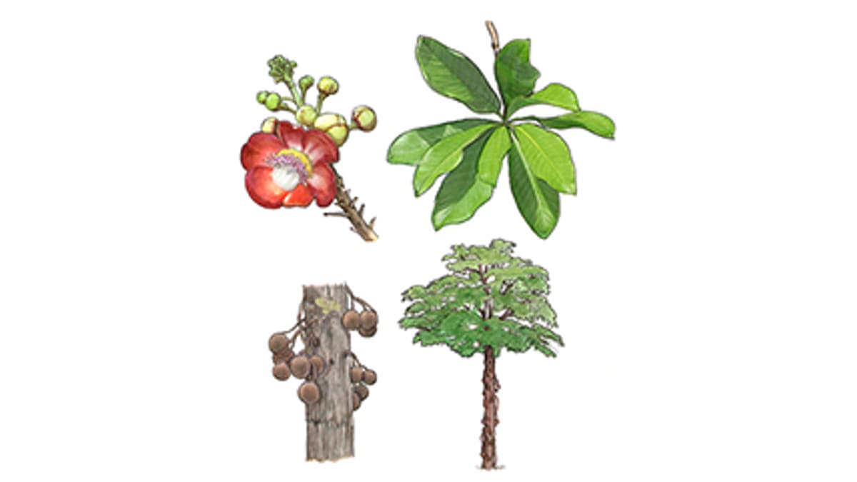 Kanonenkugelbaum