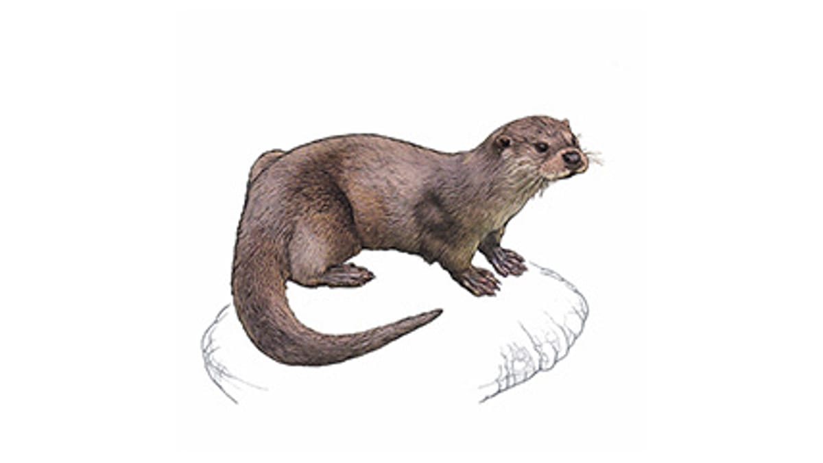 Illustration Europäischer Fischotter