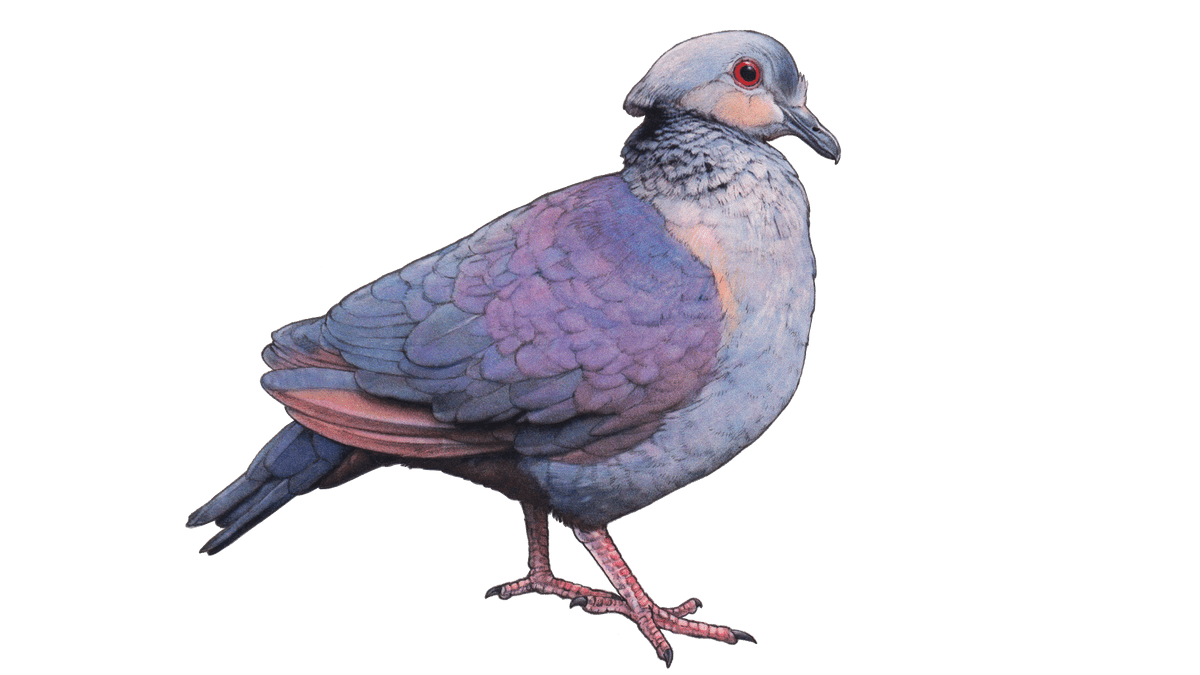 Colombe versicolore