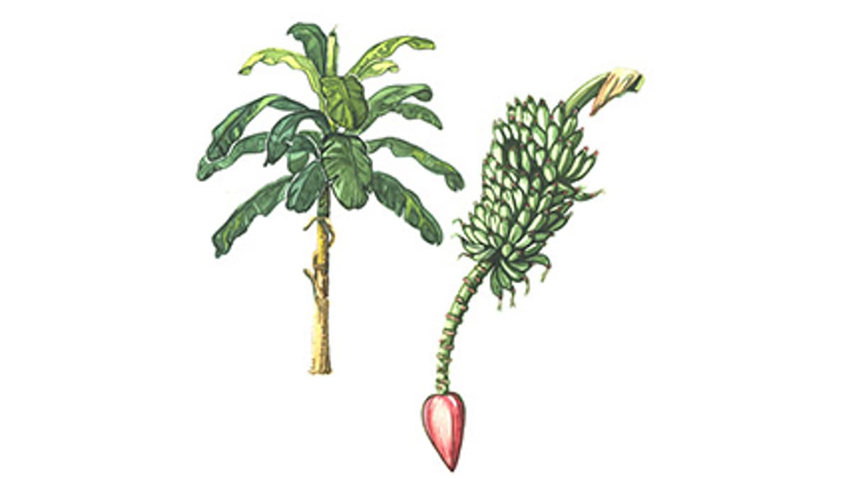 Illustration Obstbanane
