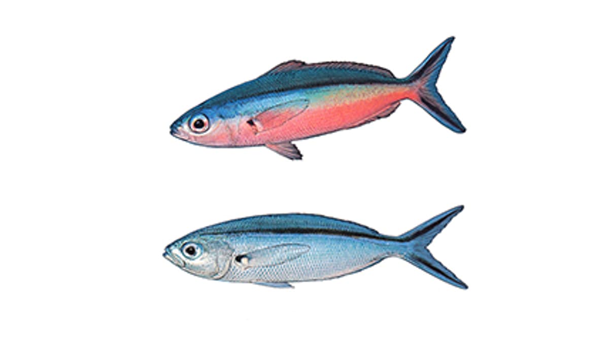 Illustration Neonfüsilier