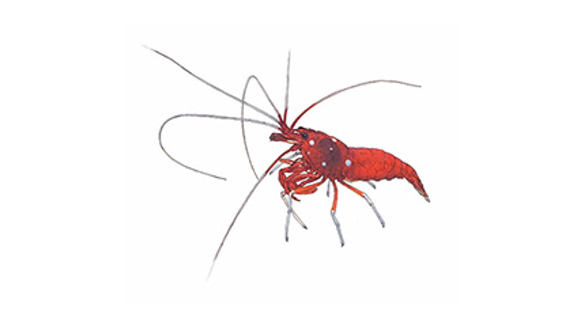 Illustration Kardinals-Putzergarnele