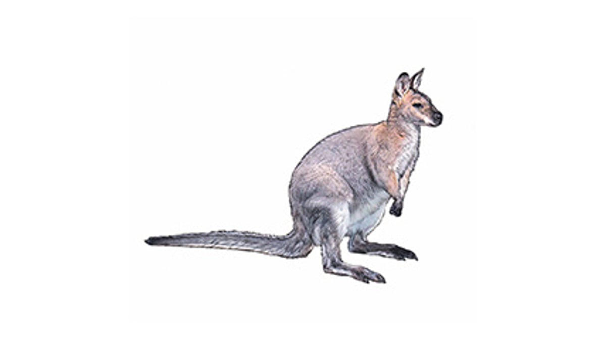 Illustration Bennett-Wallaby