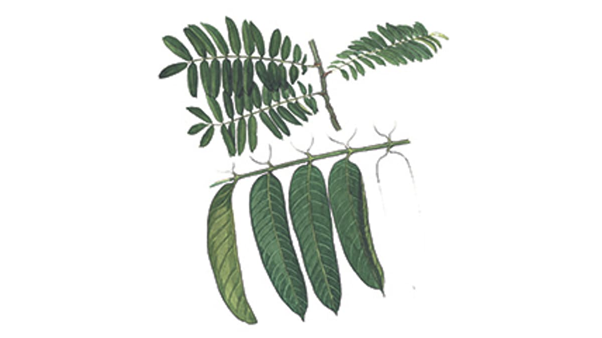Illustration Canariumbaum