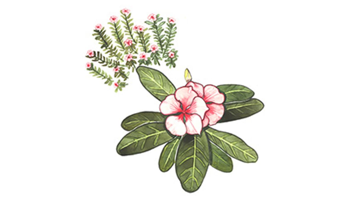 Illustration Madagaskar-Immergrün