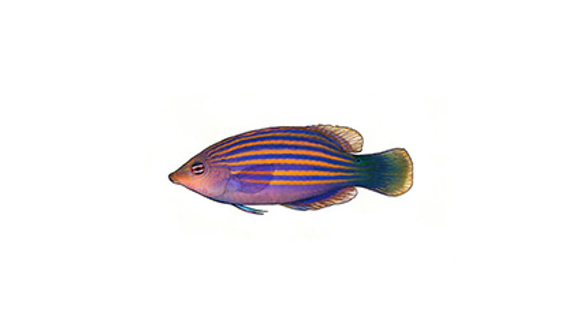 Illustration Sechsstreifen-Lippfisch