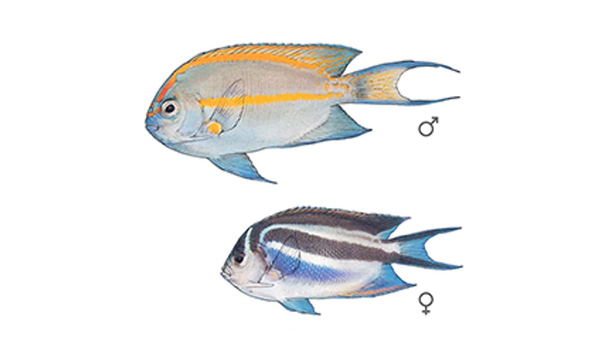 Illustration Pracht-Lyrakaiserfisch
