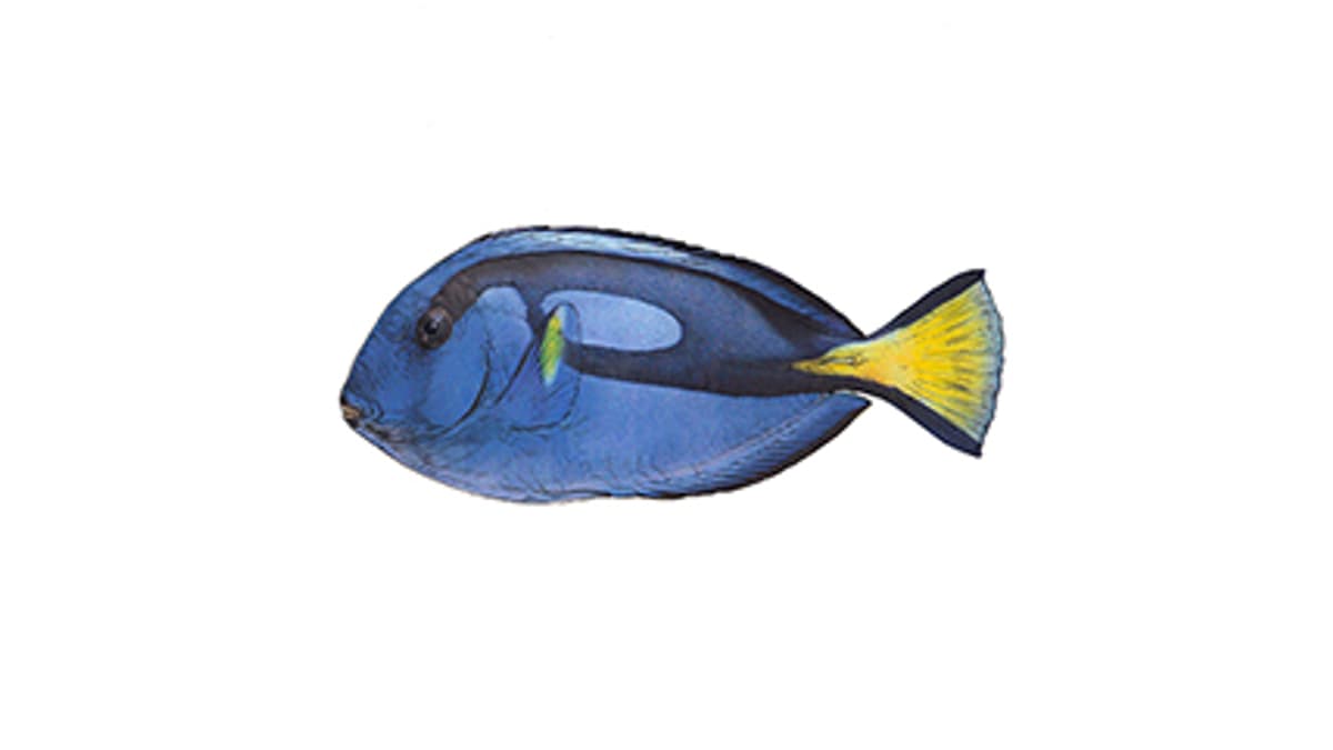Paletten-Doktorfisch