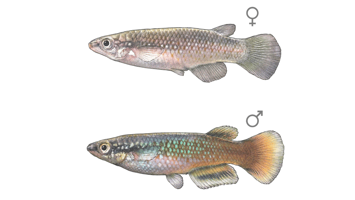 Pachypanchax sakaramyi