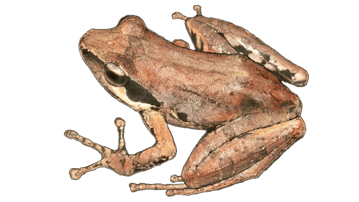 Blomersia transmarina