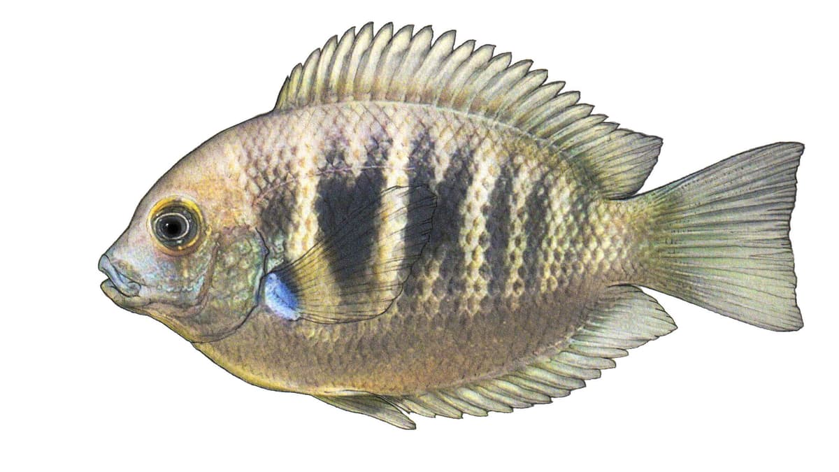 Illustration du cichlidé de Canara