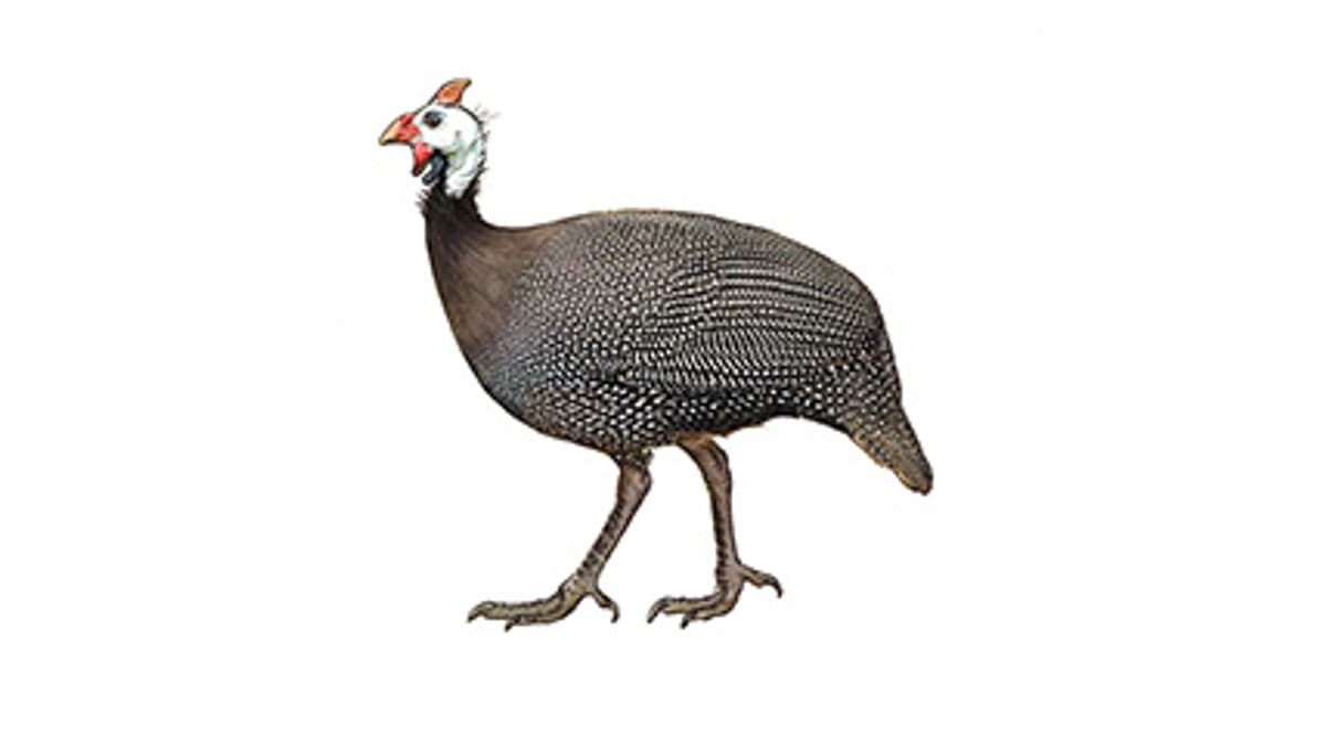 Illustration Helmperlhuhn