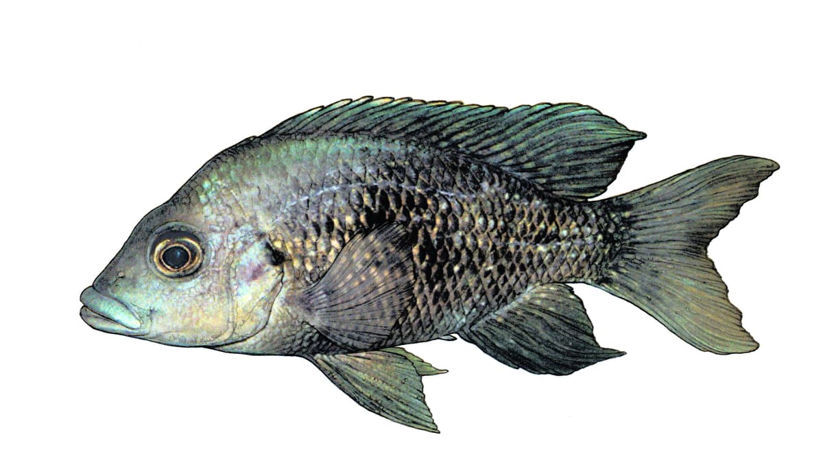 Sambirano-Buntbarsch