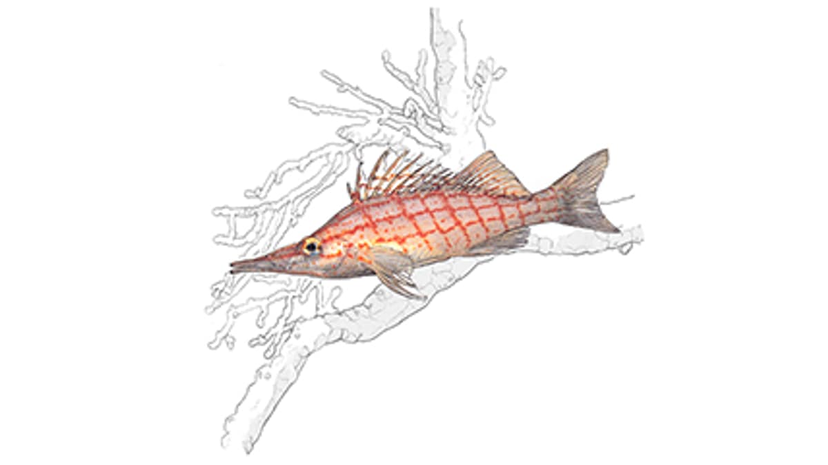 Illustration Langschnäuziger Korallenwächter