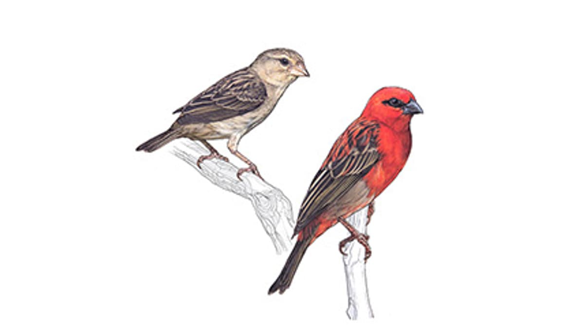 Illustration Madagaskarweber