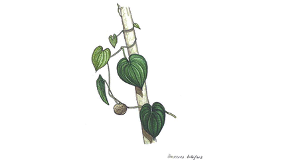 Illustration Kartoffel-Yam