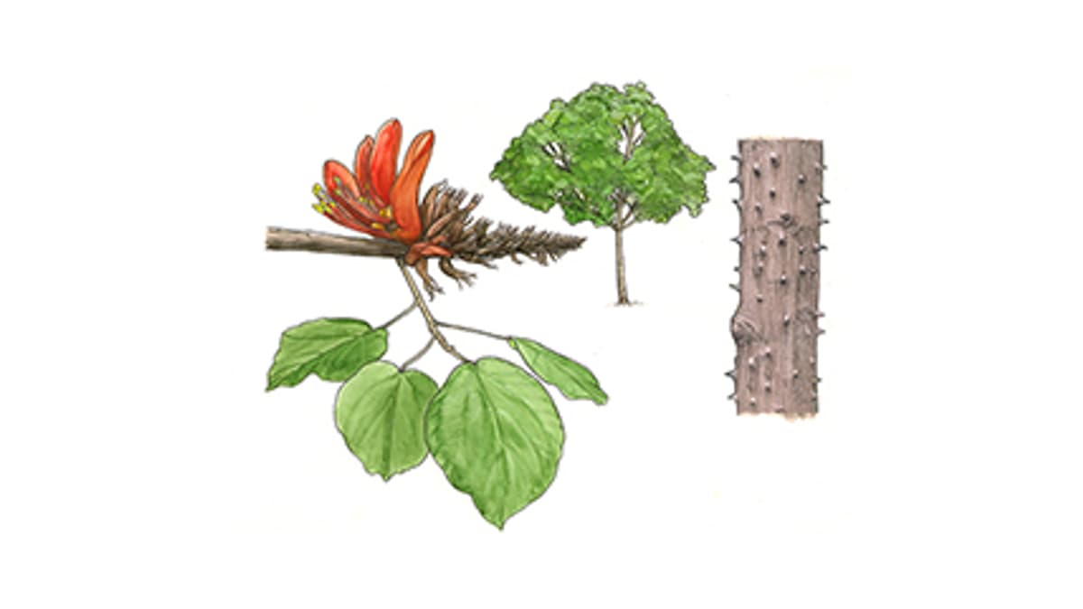 Korallenbaum