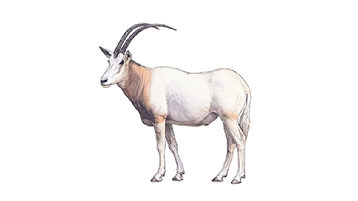Säbelantilope
