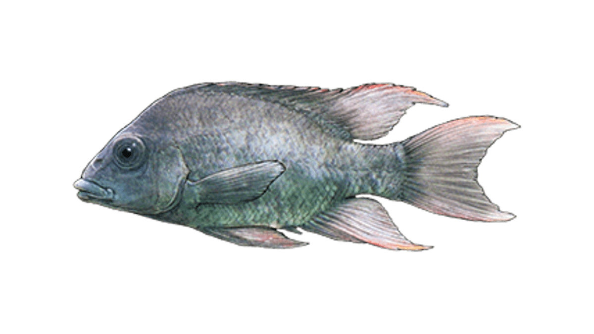 Illustration Cichlidé de Mangarahara