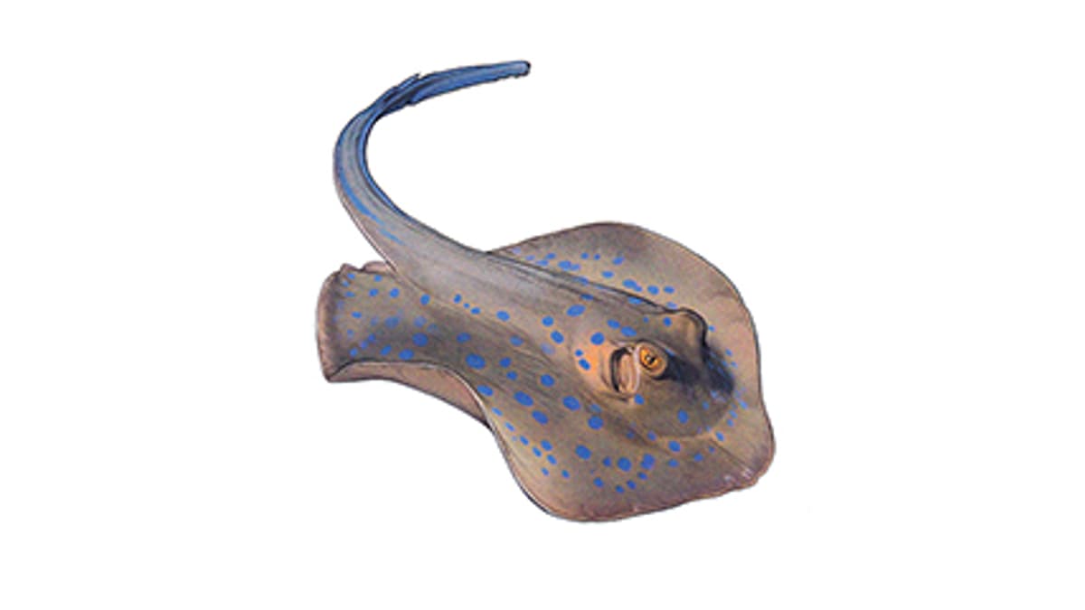 Illustration Blaupunktrochen