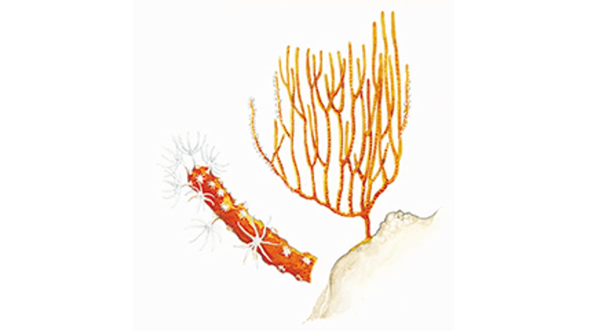 Illustration Gorgonien