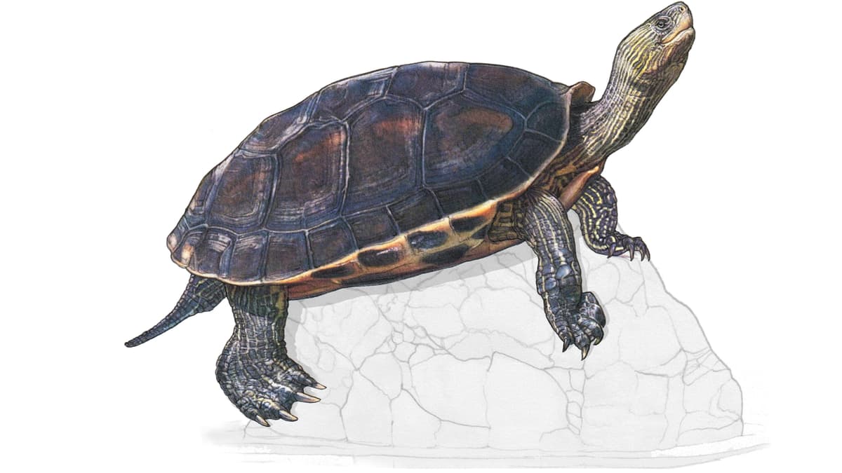 Illustration Chinesische Streifenschildkröte