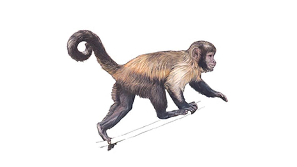 Illustration Gelbbrustkapuziner