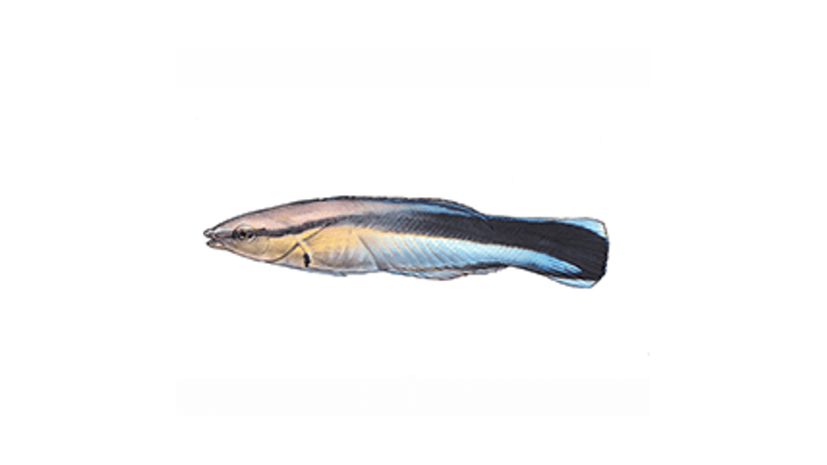 Illustration Blaustreifen-Putzerlippfisch