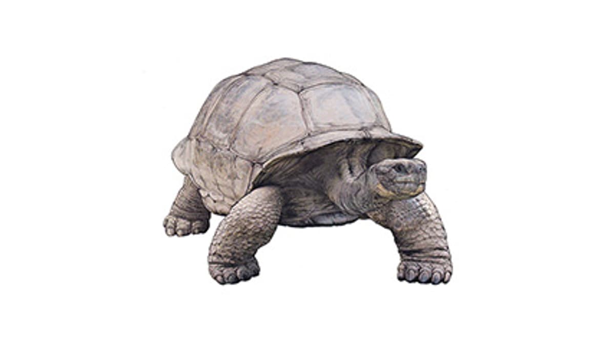 Illustration Galapagos-Riesenschildkröte