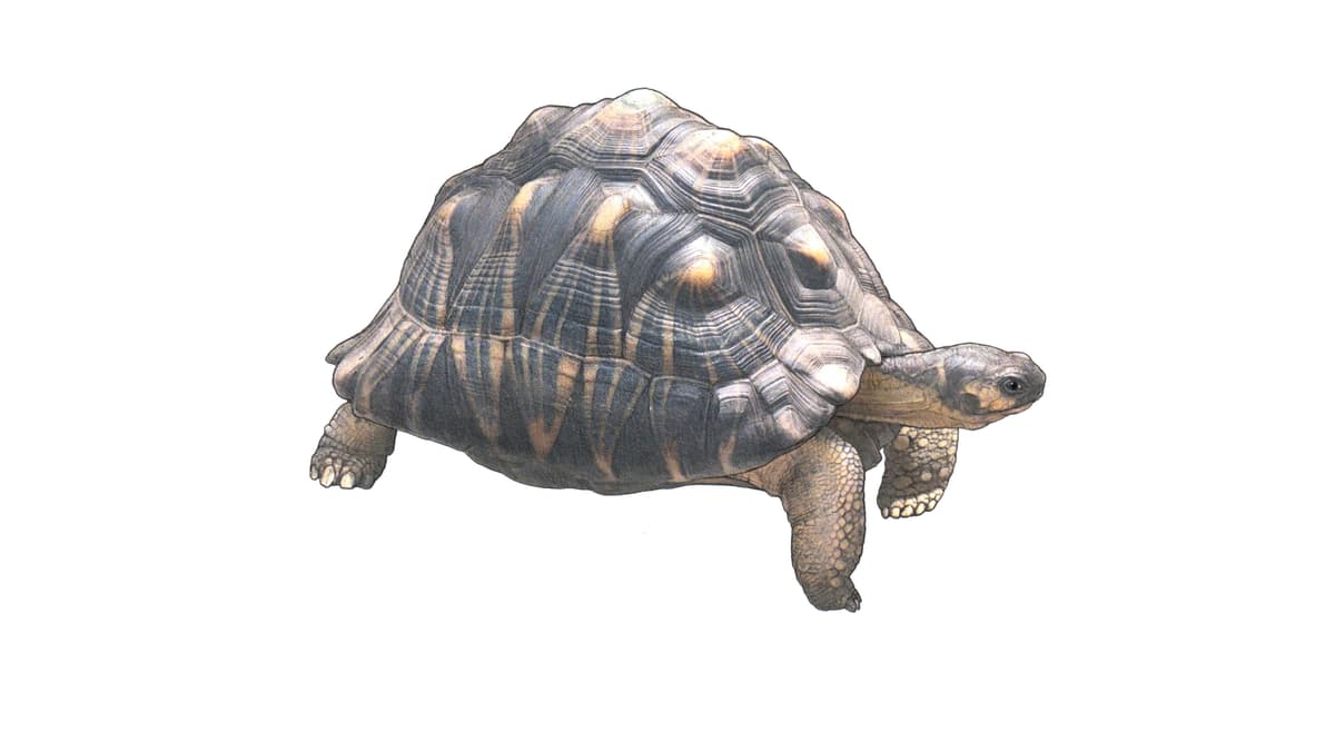 Strahlenschildkröte