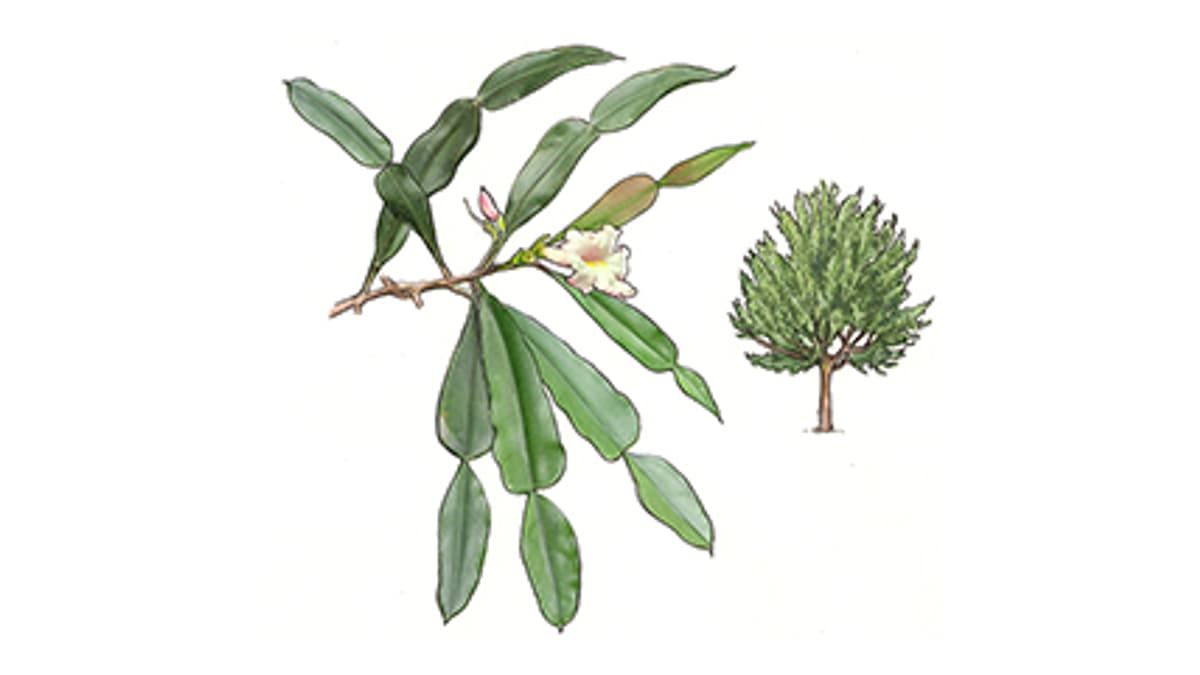 Illustration Madagaskar-Phyllarthron