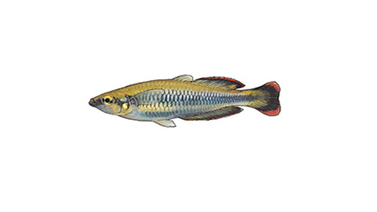 Illustration Rotschwanz-Ährenfisch