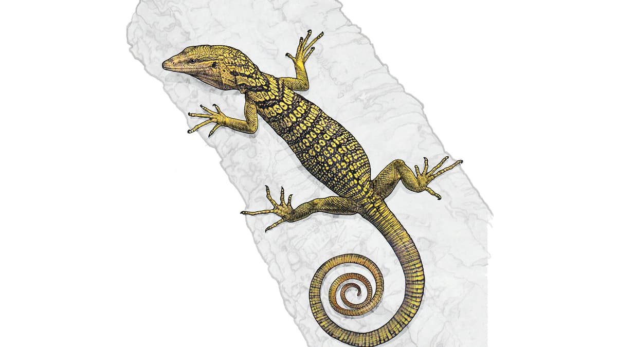 Reisingers Baumwaran