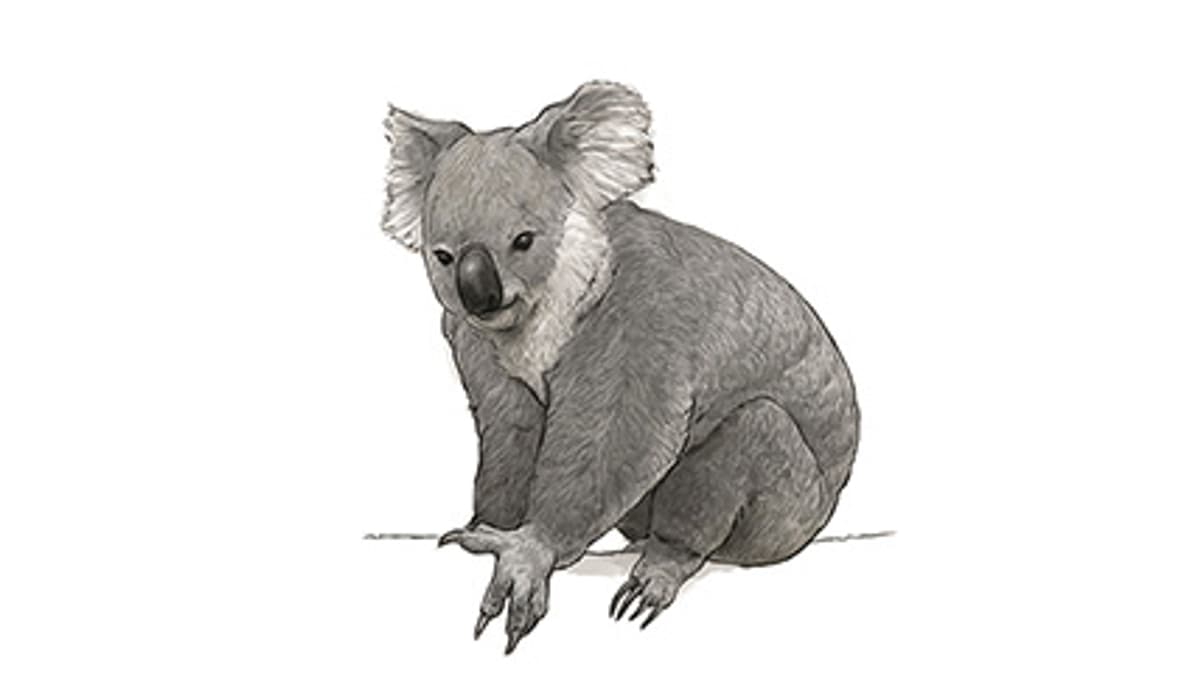 Illustration Koala