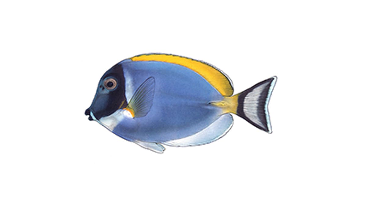 Illustration Weisskehl-Doktorfisch