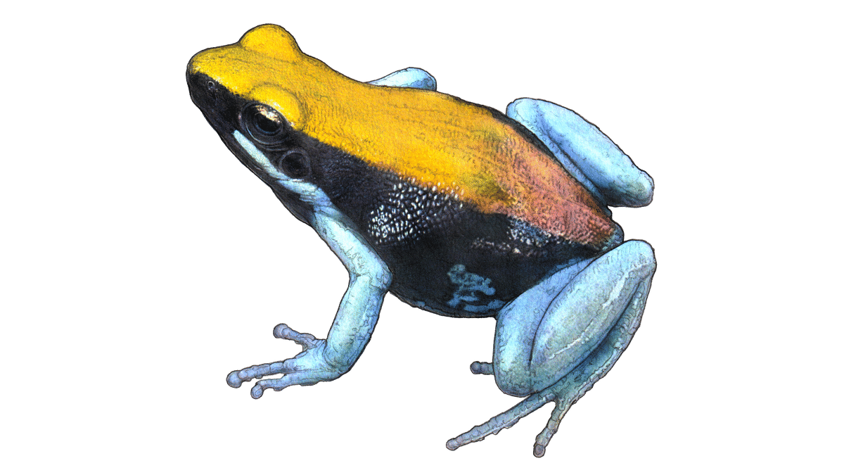 Illustration of the blue-legged mantella