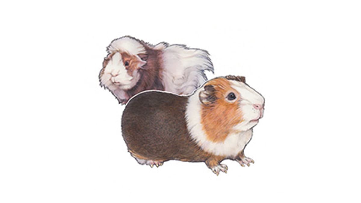 Illustration Hausmeerschweinchen