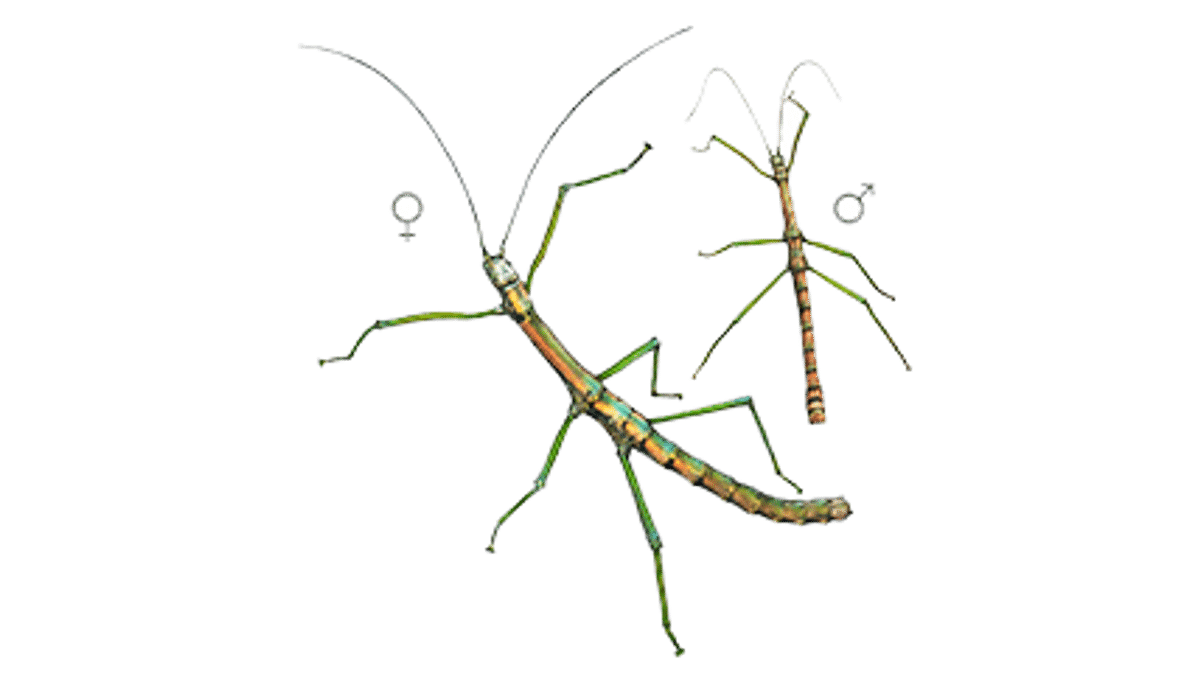 Illustration Nui Chua stick insect