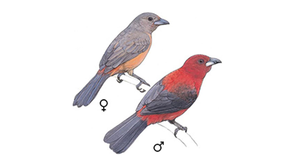 Illustration Purpurtangare