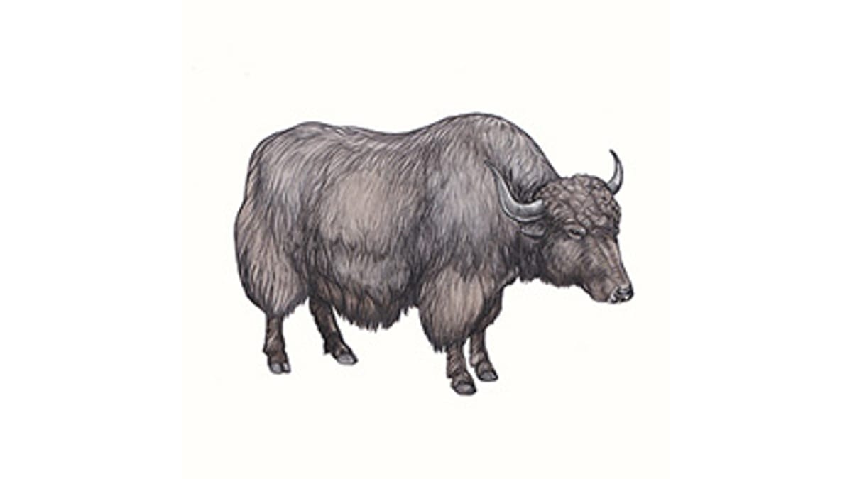 Illustration Hausyak