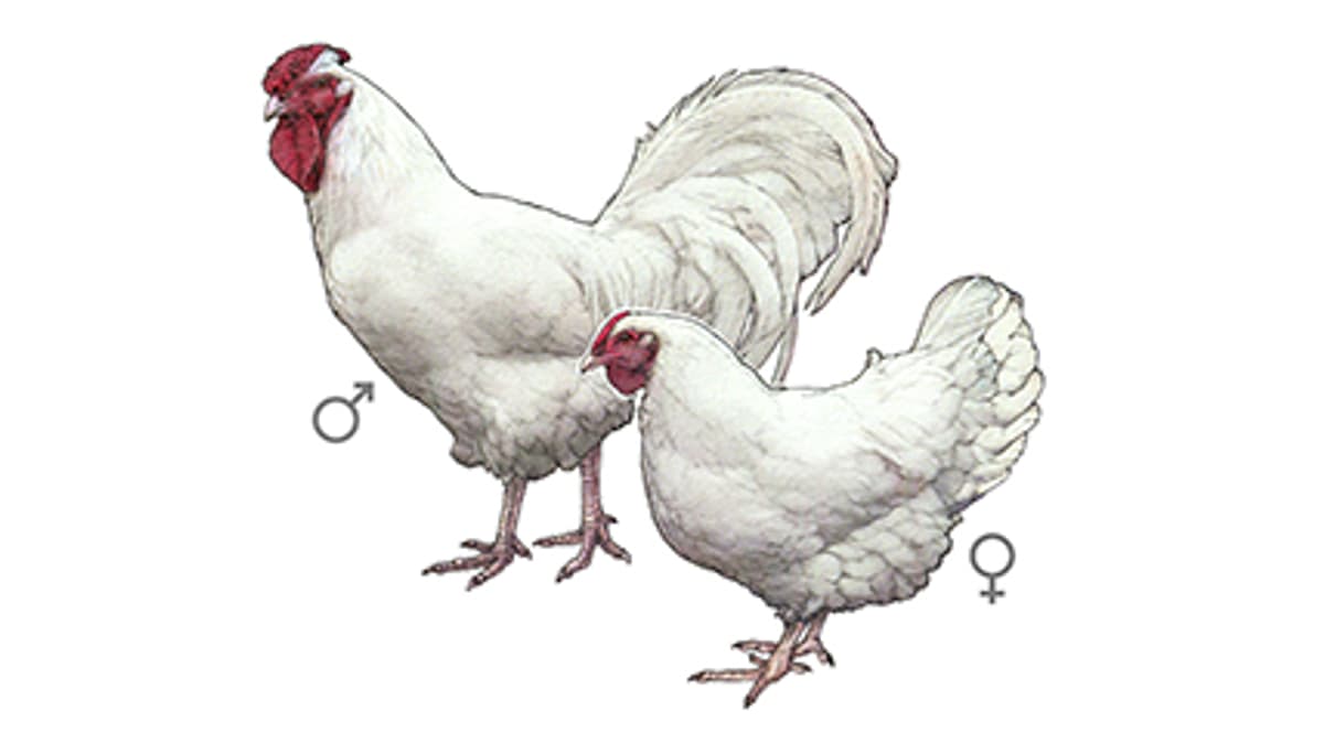 Illustration Schweizerhuhn