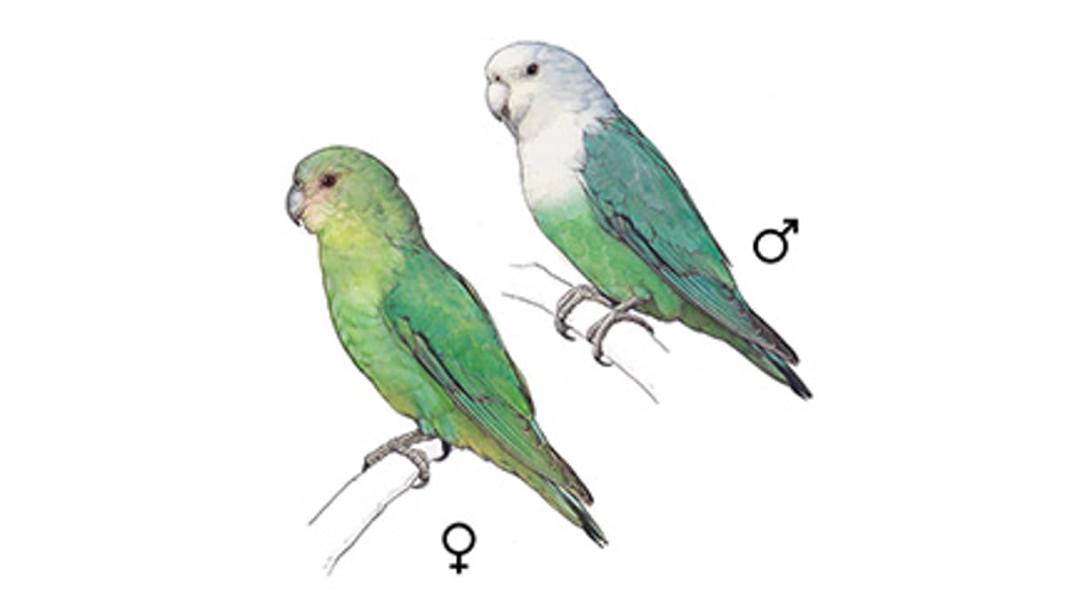 Illustration Grauköpfchen