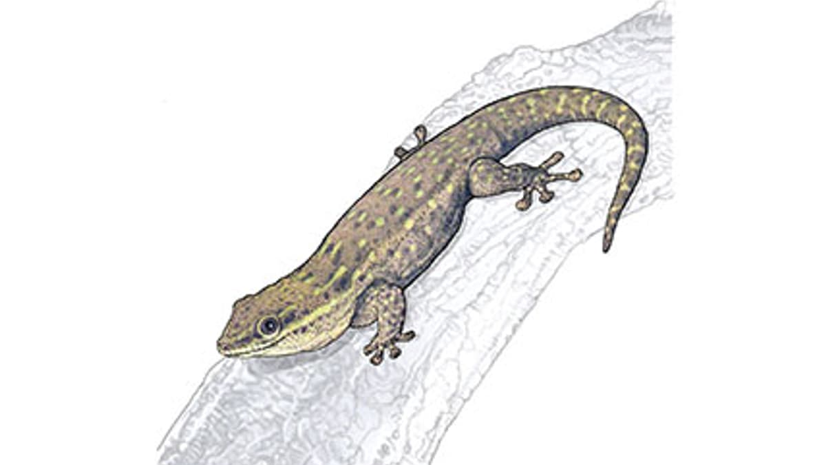 Kurzkopf-Taggecko