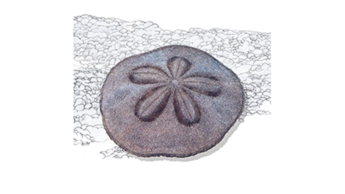 Illustration Sanddollar