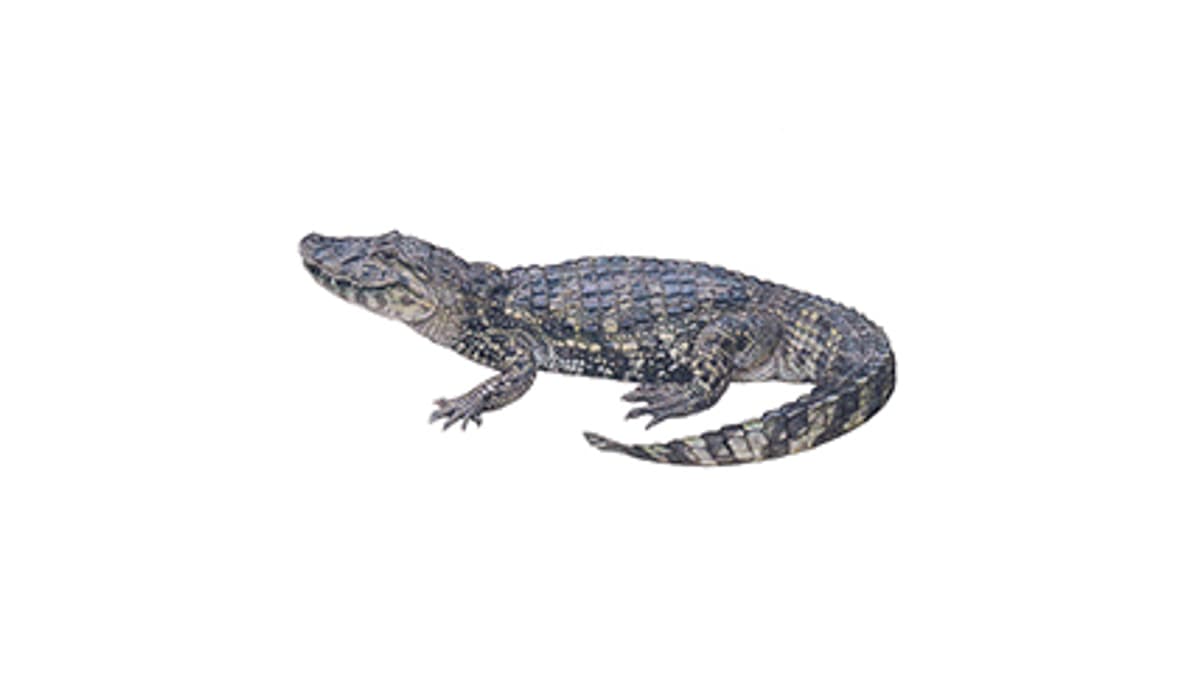 Illustration Breitschnauzenkaiman