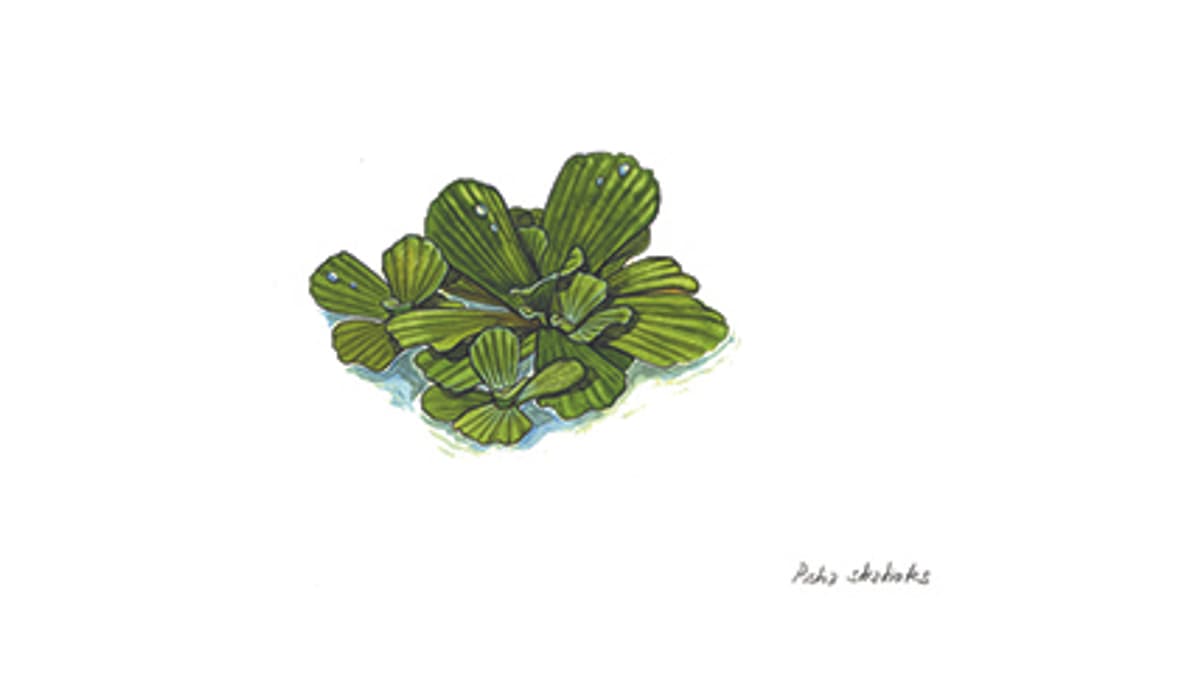 Illustration Wassersalat