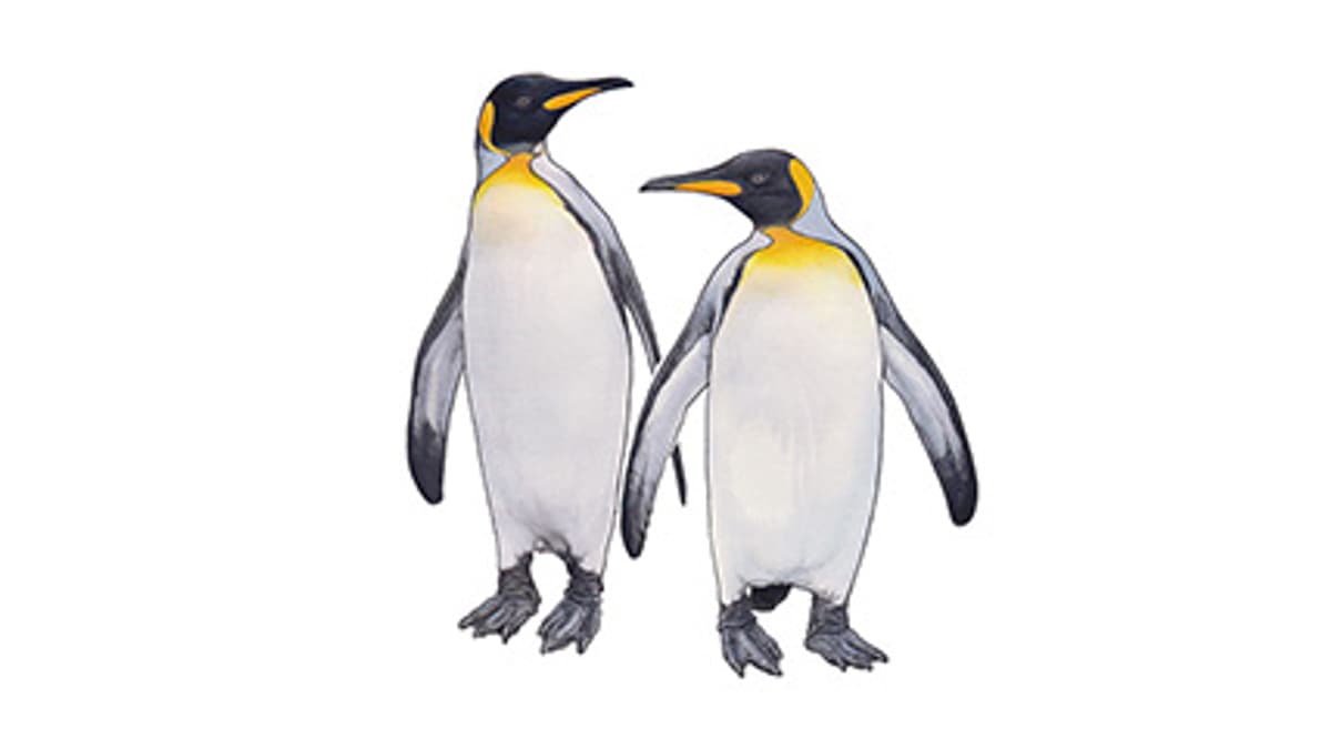 Illustration Königspinguin