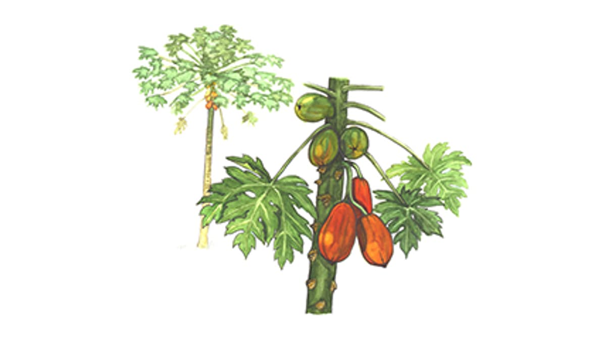Papayabaum