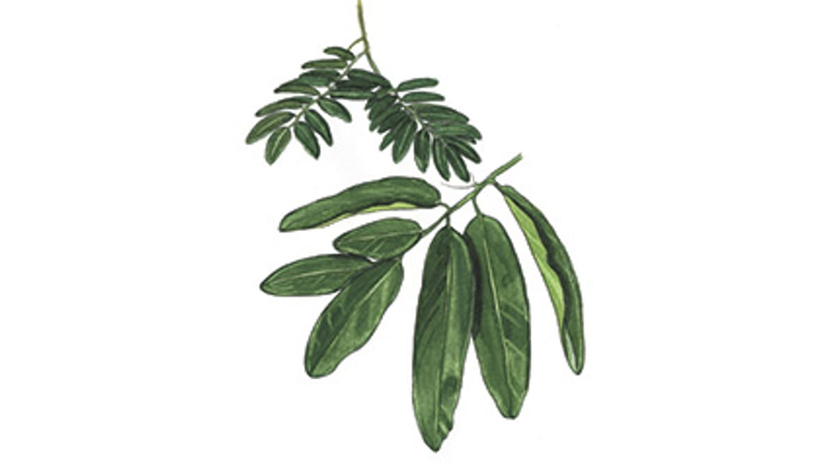 Illustration Ebenholzbaum